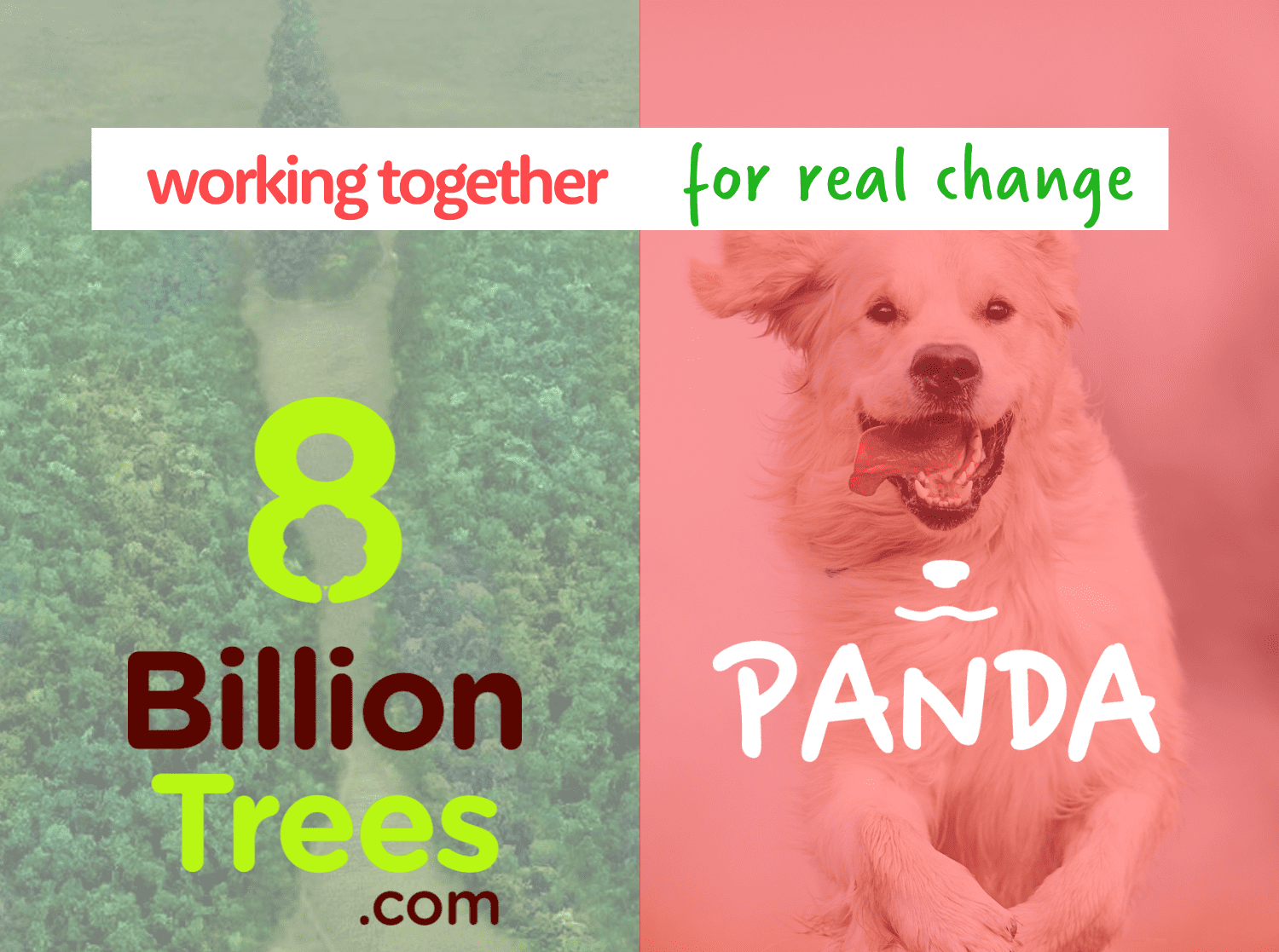 Partnerschaft mit 8 Billion Trees - Panda Tierversicherung