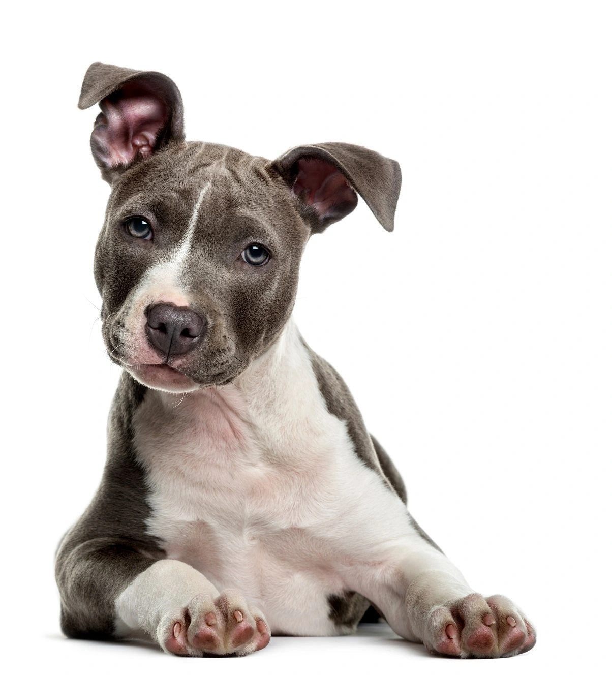 PANDA Hundeversicherung / Hundekrankenversicherung