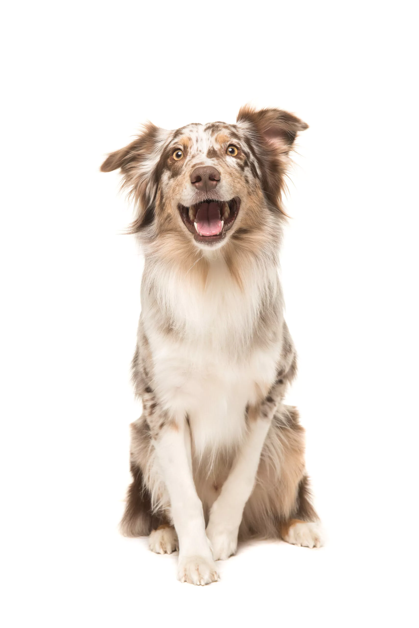 Cute sitting smiling australian shepherd facing the camera with its mouth open seen from the front on a white background